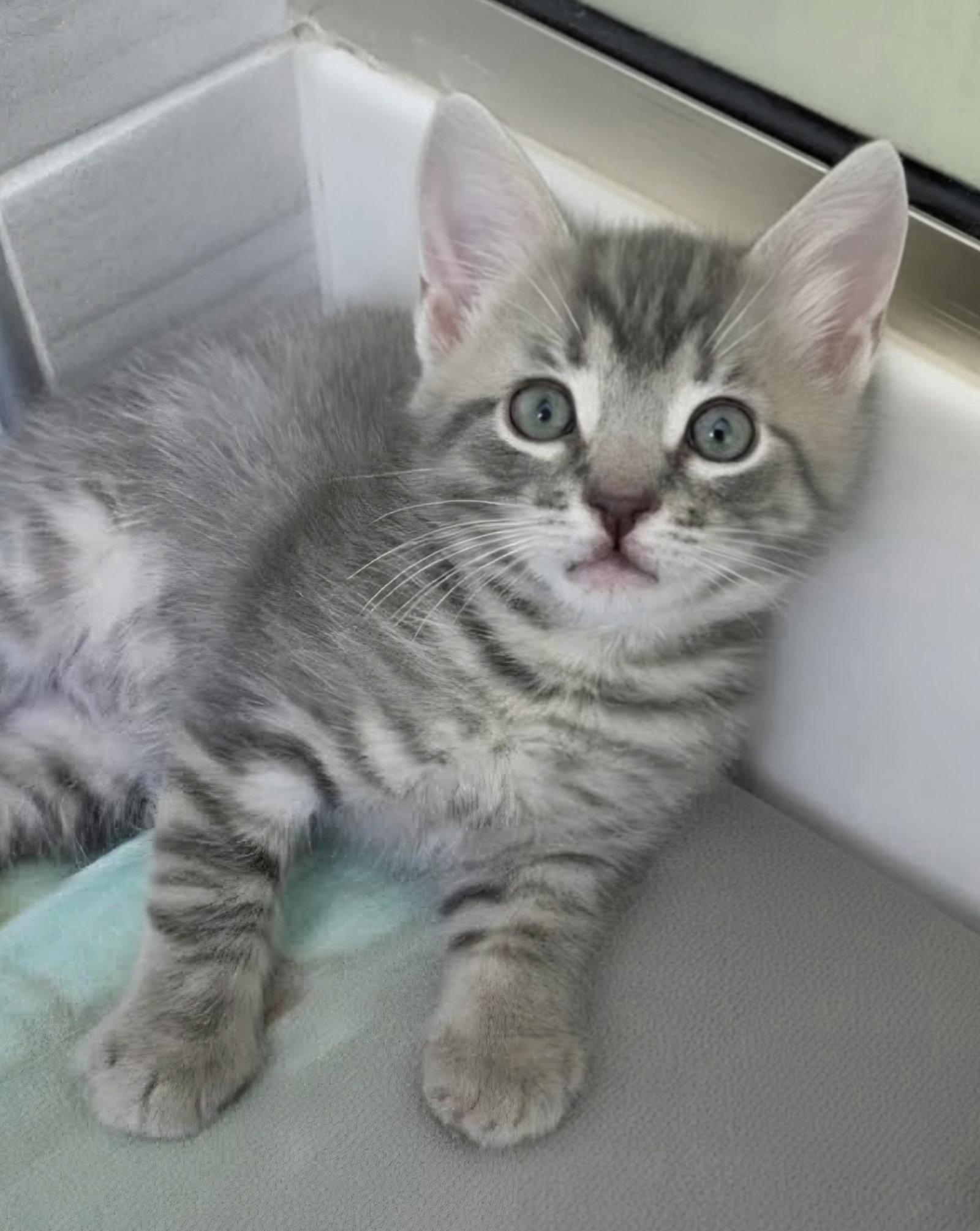 Cheesecake, a Adopted Domestic Short Hair in Pittsboro, NC image 3/3