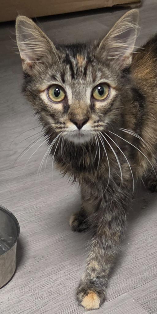 Enlarge Shaddai, a Adoptable mixed breed in Tampa, FL image 1/1