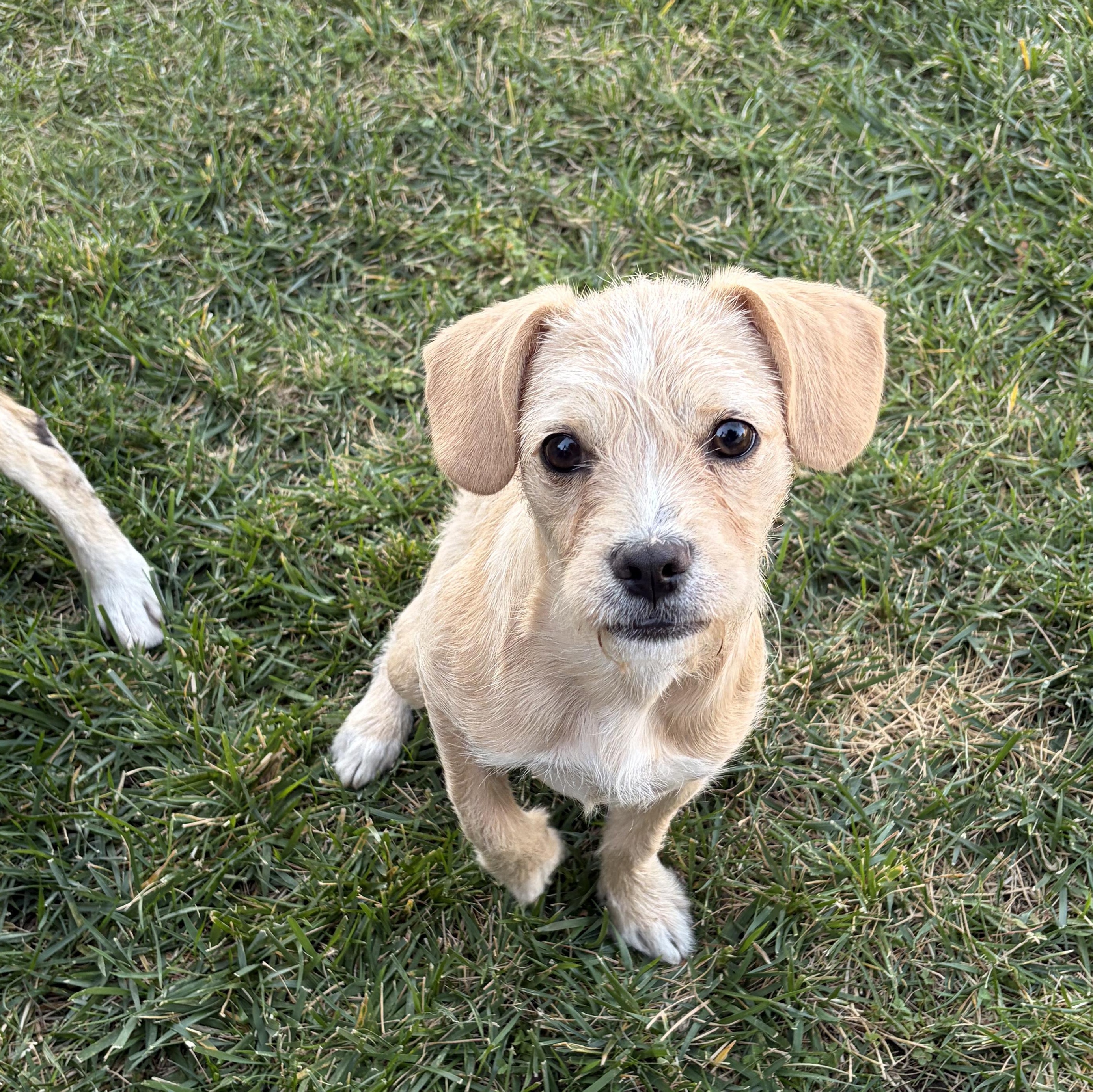 Enlarge Hazel, a Adoptable mixed breed in Penryn, CA image 1/3