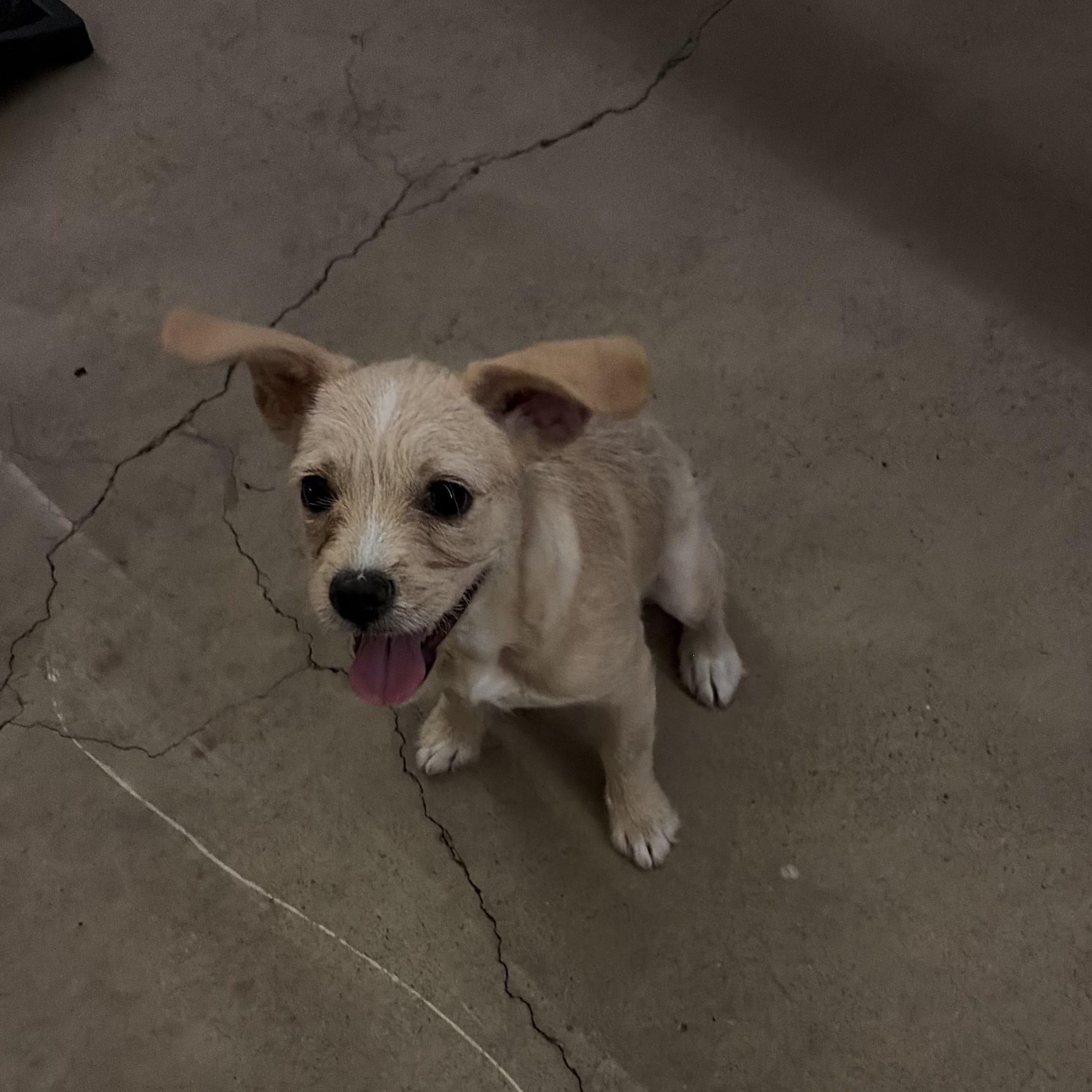 Enlarge Hazel, a Adoptable mixed breed in Penryn, CA image 3/3