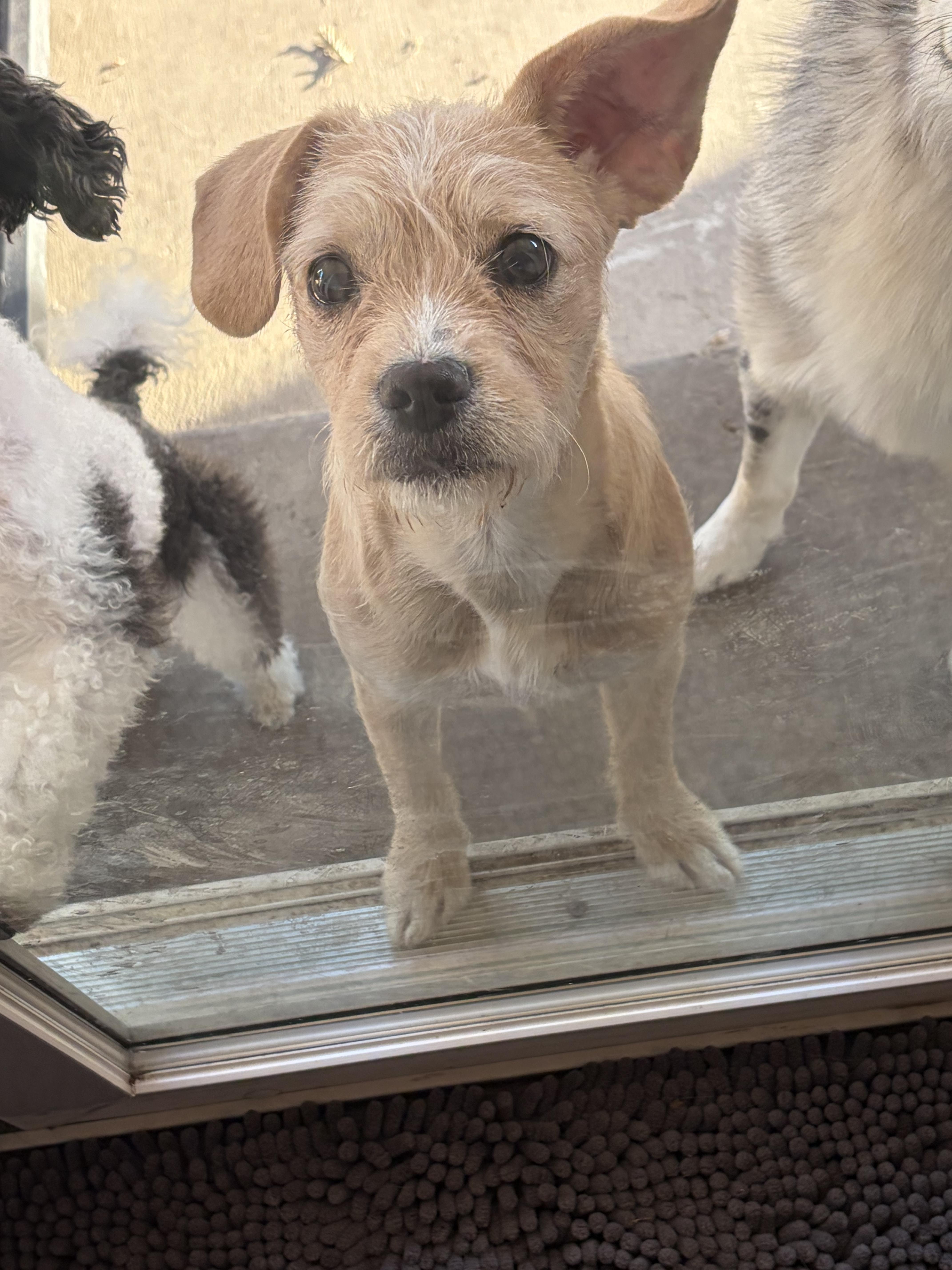 Enlarge Hazel, a Adoptable mixed breed in Penryn, CA image 2/3