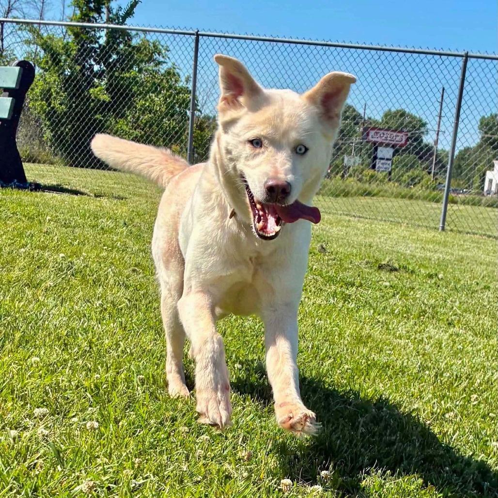 Annie, Adoptable, Adult Female Husky.