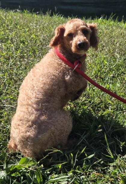 Enlarge Yale, a Adoptable Poodle in Malvern, PA image 1/2