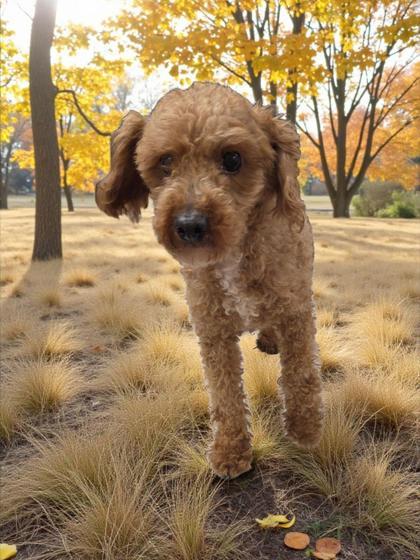 Enlarge Yale, a Adoptable Poodle in Malvern, PA image 2/2
