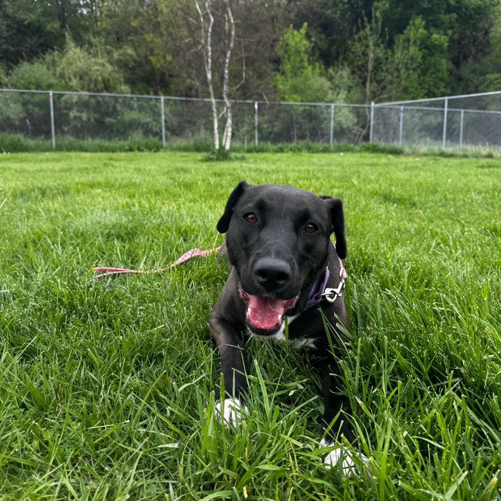 Dutchess, a Adoptable mixed breed in Council Bluffs, IA image 1/2