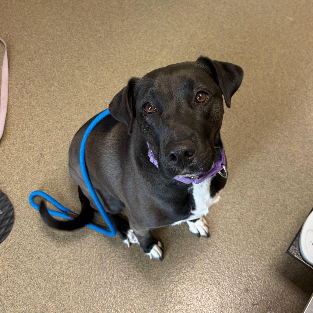 Dutchess, a Adoptable mixed breed in Council Bluffs, IA image 2/2