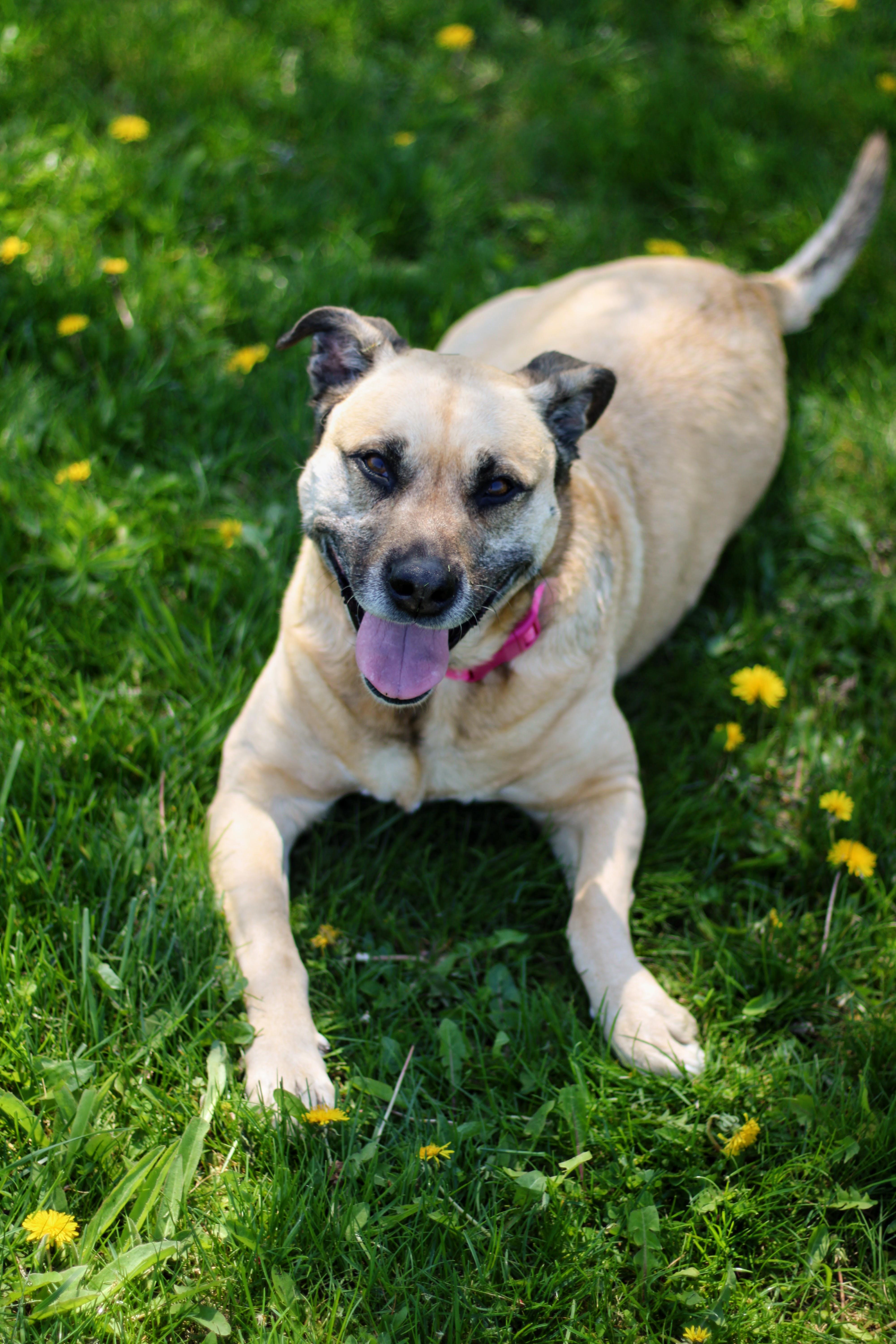 Enlarge Louise, an adopted mixed breed in Battle Creek, MI image 2/6
