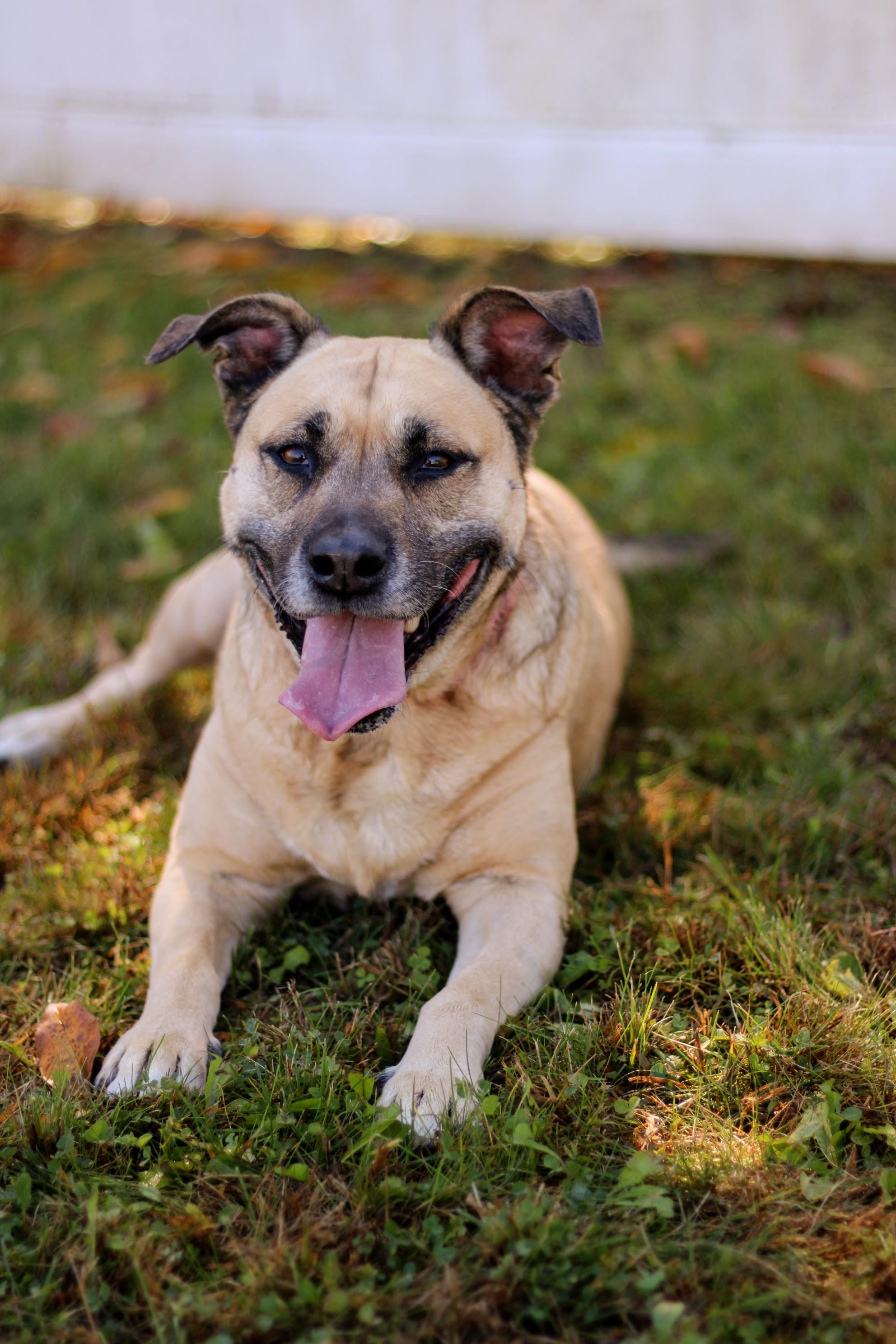 Enlarge Louise, an adopted mixed breed in Battle Creek, MI image 5/6