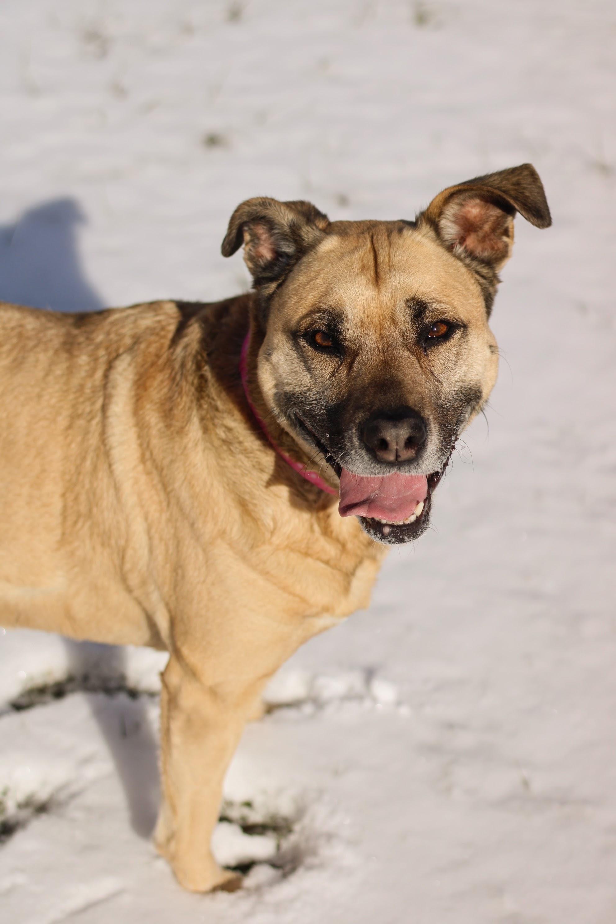 Enlarge Louise, an adopted mixed breed in Battle Creek, MI image 6/6