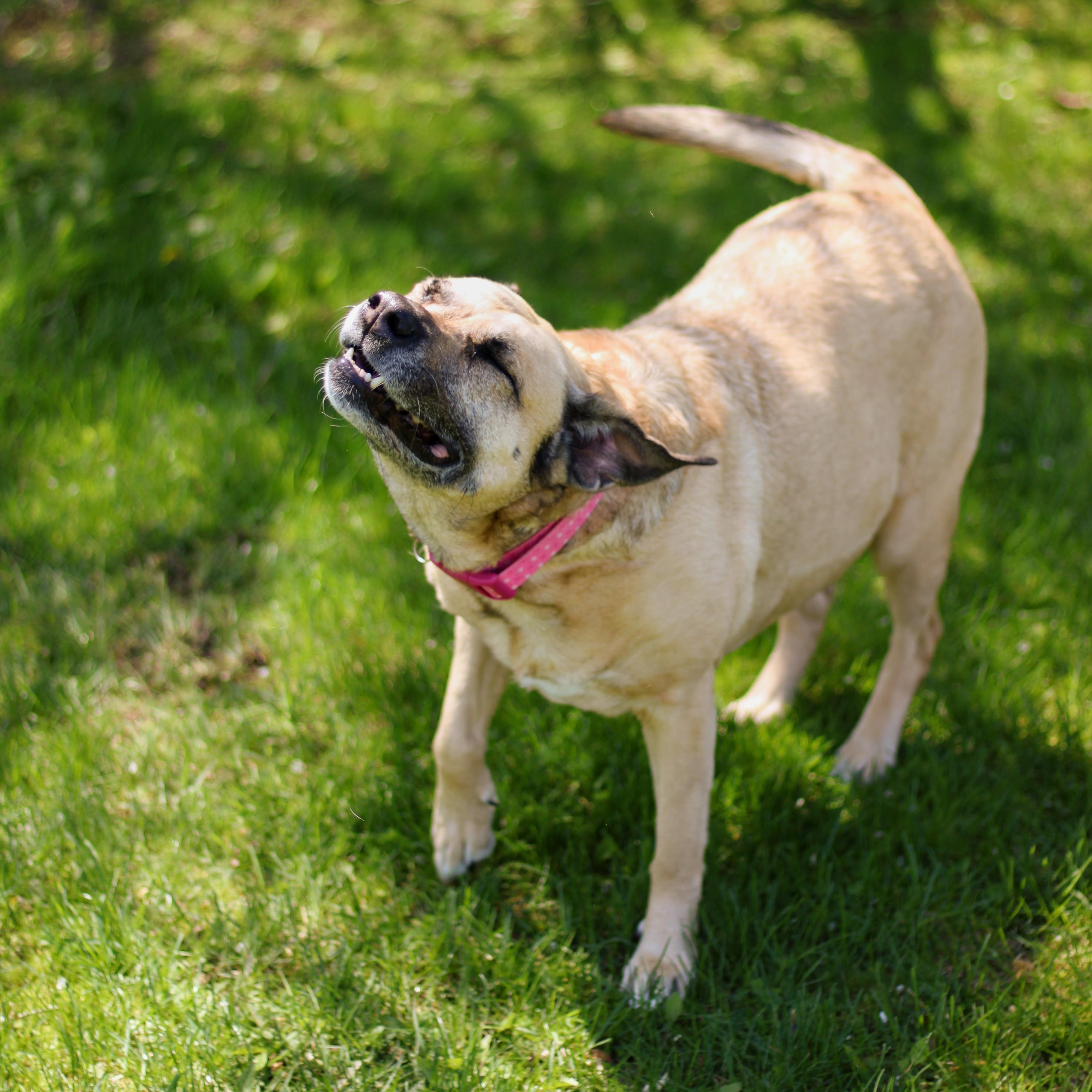 Enlarge Louise, an adopted mixed breed in Battle Creek, MI image 3/6