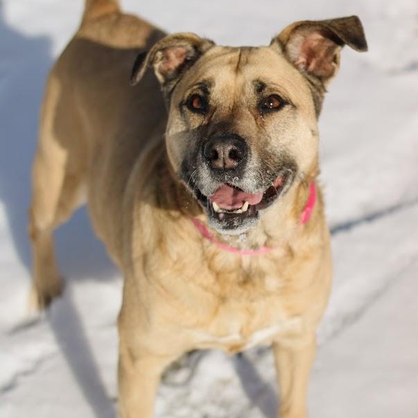Enlarge Louise, an adopted mixed breed in Battle Creek, MI image 4/6