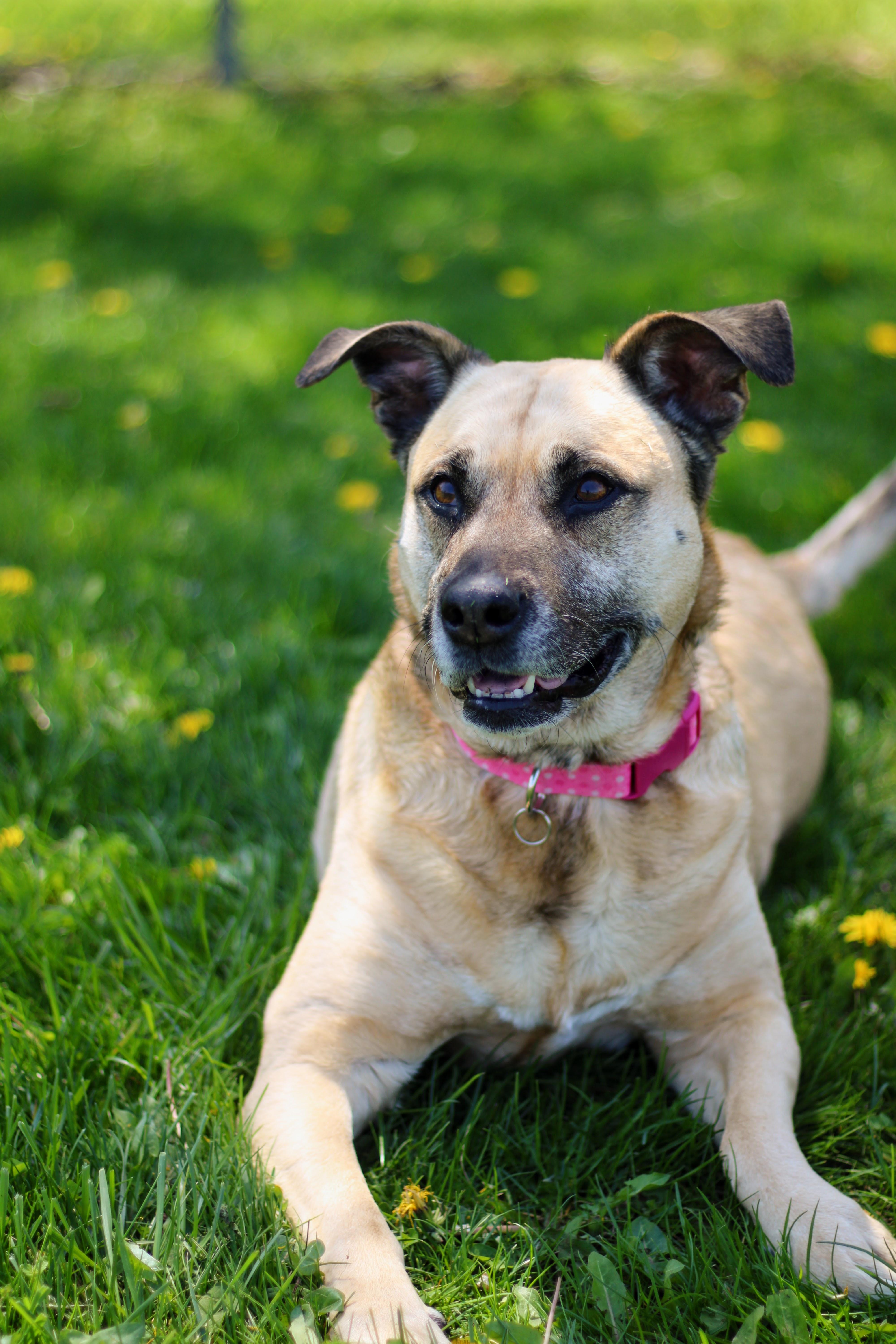 Enlarge Louise, an adopted mixed breed in Battle Creek, MI image 1/6