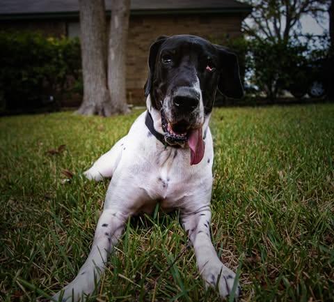 Laverne, Adoptable, Adult Female Great Dane.