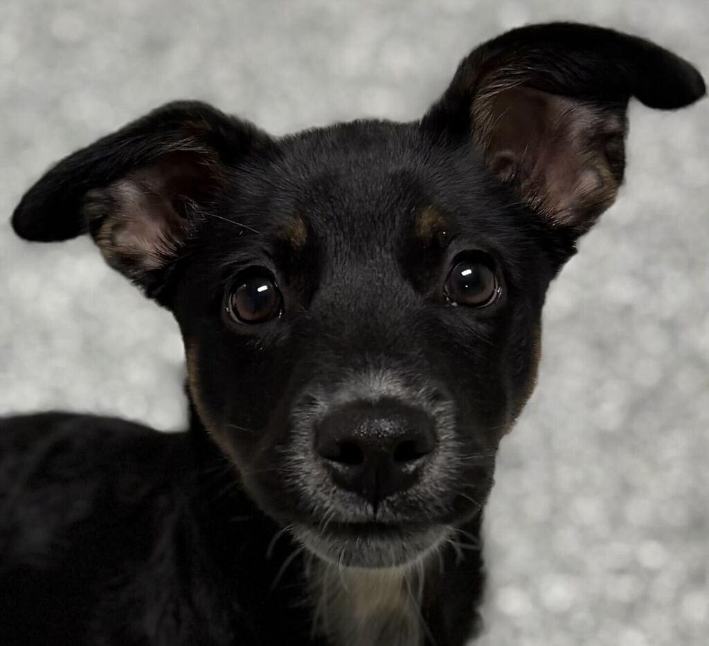 Enlarge Sabrina, a Adopted Mixed Breed in Jackson, MI image 4/6