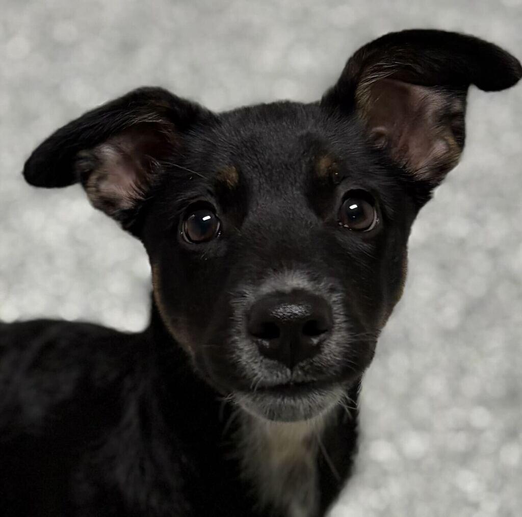 Enlarge Sabrina, a Adopted Mixed Breed in Jackson, MI image 1/6