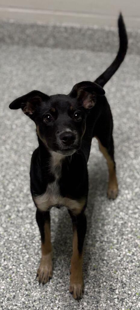 Enlarge Sabrina, a Adopted Mixed Breed in Jackson, MI image 2/6