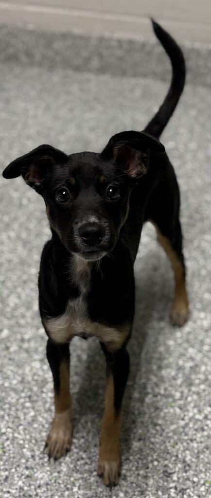 Enlarge Sabrina, a Adopted Mixed Breed in Jackson, MI image 5/6