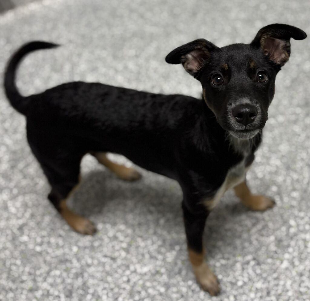Enlarge Sabrina, a Adopted Mixed Breed in Jackson, MI image 3/6