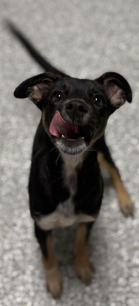 Sabrina, Adoptable, Puppy Female Mixed Breed.