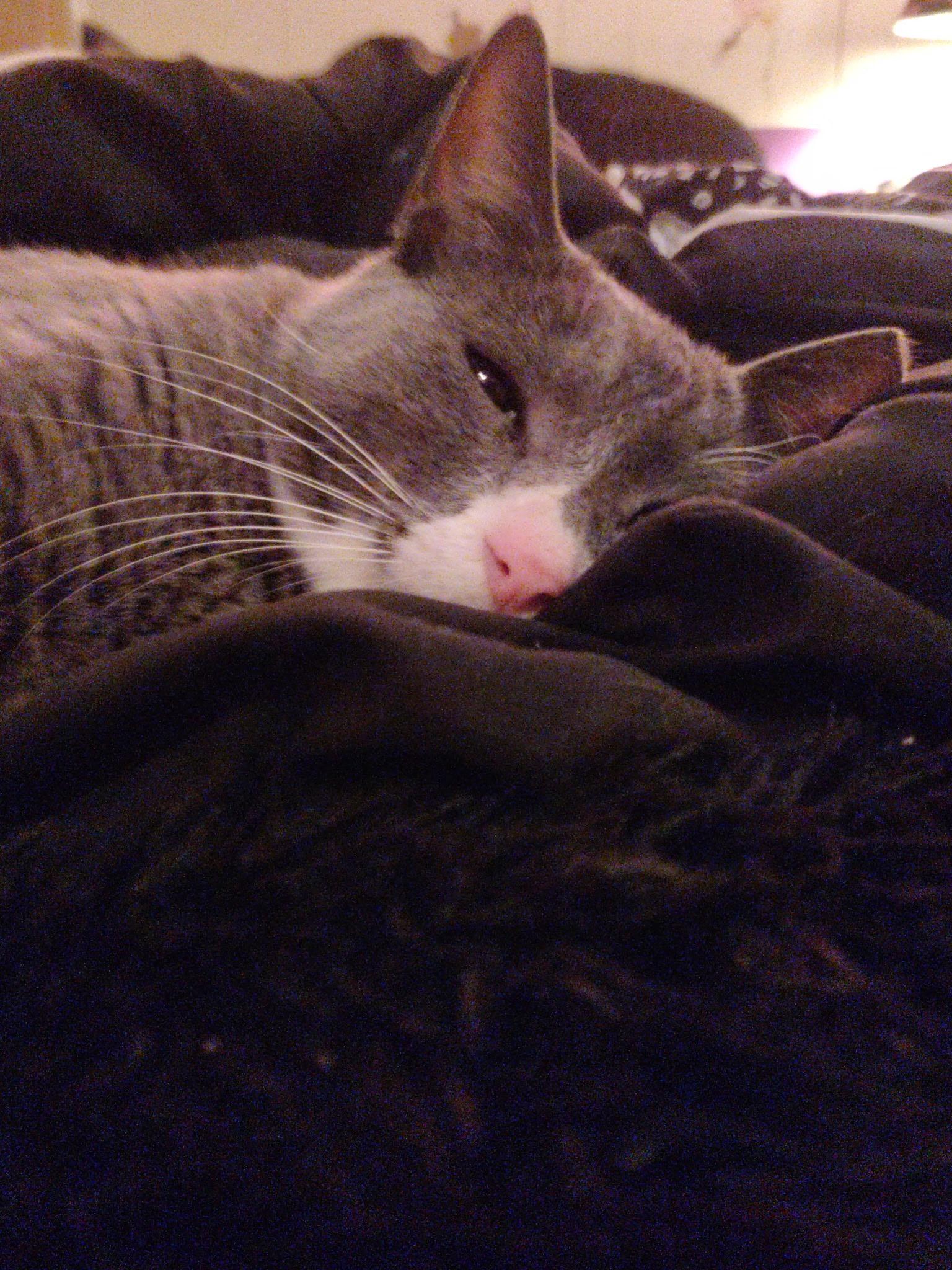 Enlarge Raymond, a ADOPTABLE Domestic Short Hair in Mount Pleasant, TX image 2/2