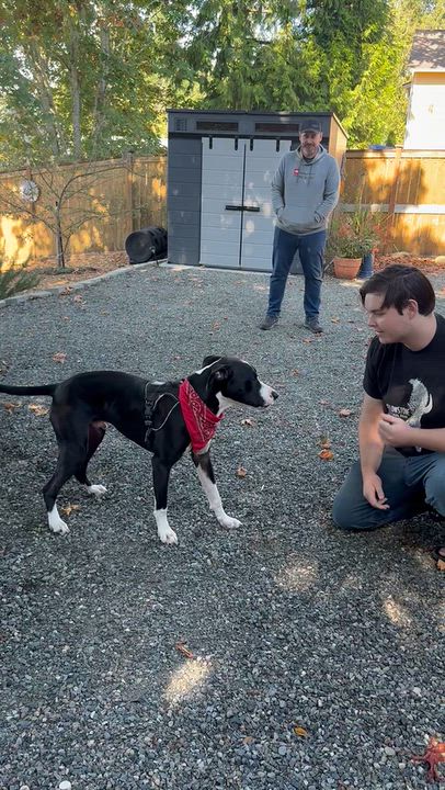Enlarge Snoopy, a Adoptable mixed breed in Portland, OR video 5/6