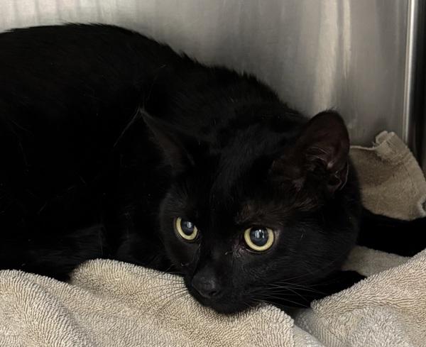 Inky, a Adoptable mixed breed in Silverdale, WA image 2/2