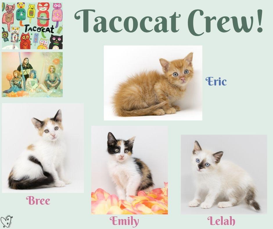 Enlarge Lelah, an adopted Siamese in Trophy Club, TX image 4/6