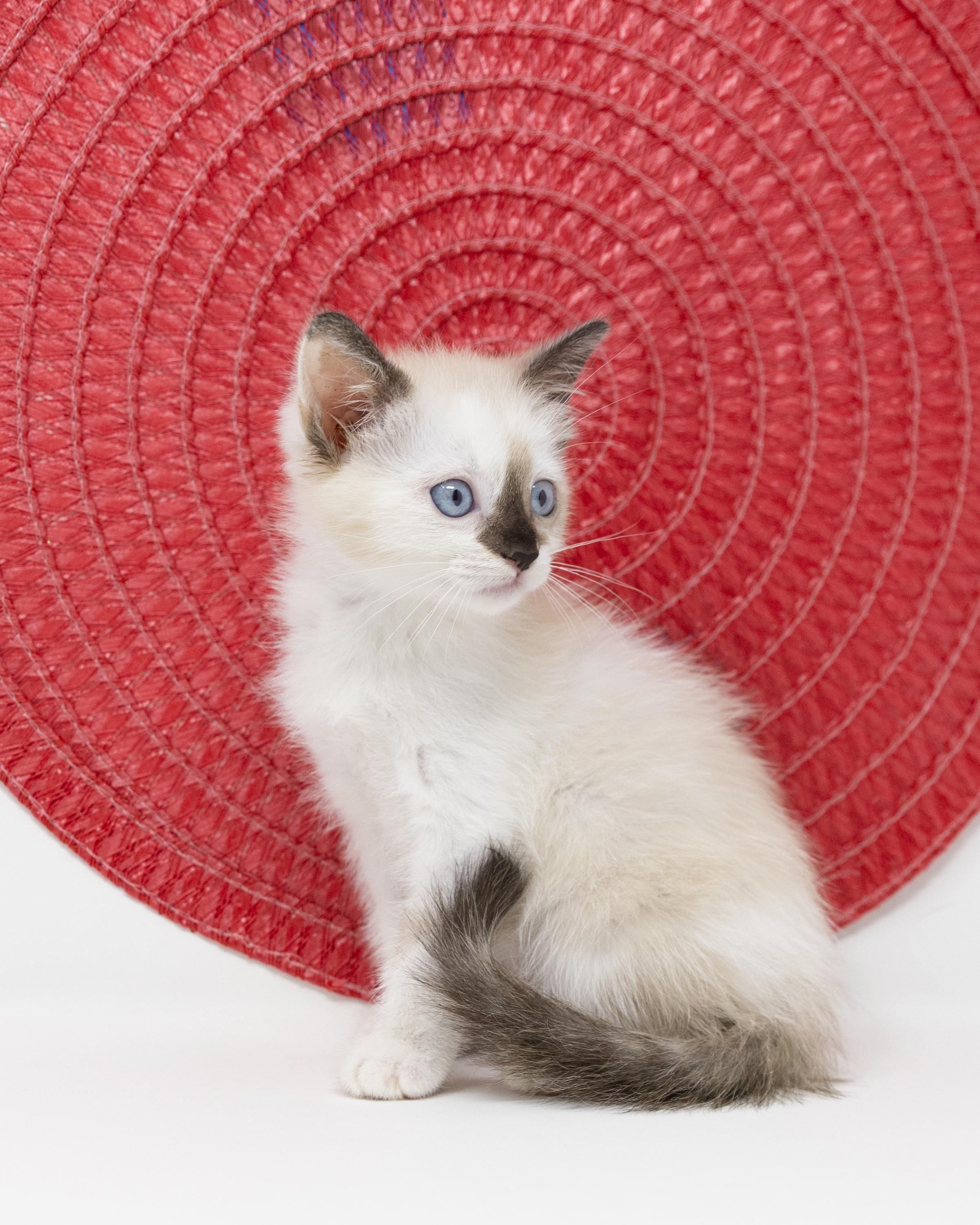 Enlarge Lelah, an adopted Siamese in Trophy Club, TX image 3/6