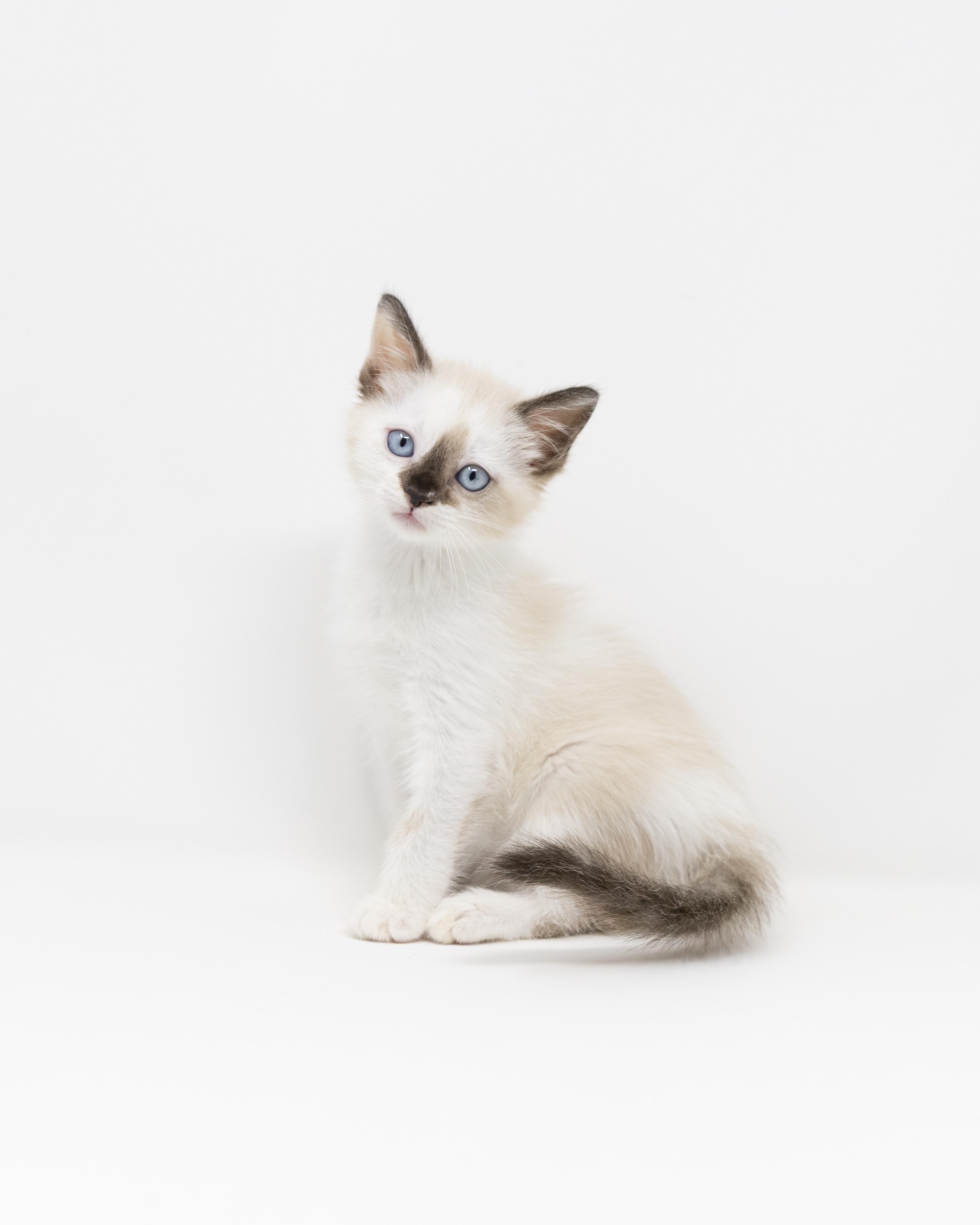 Enlarge Lelah, an adopted Siamese in Trophy Club, TX image 5/6