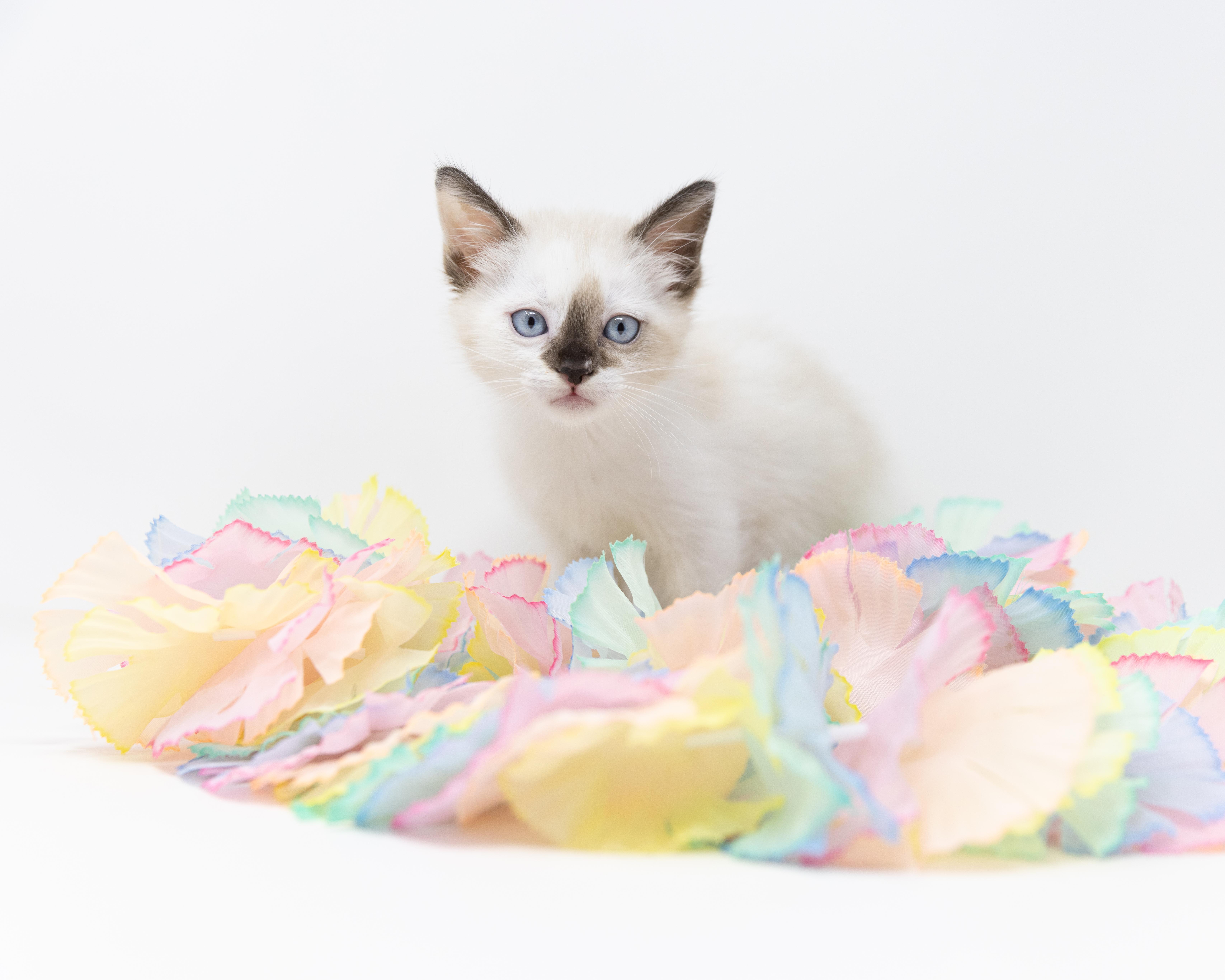 Enlarge Lelah, an adopted Siamese in Trophy Club, TX image 6/6