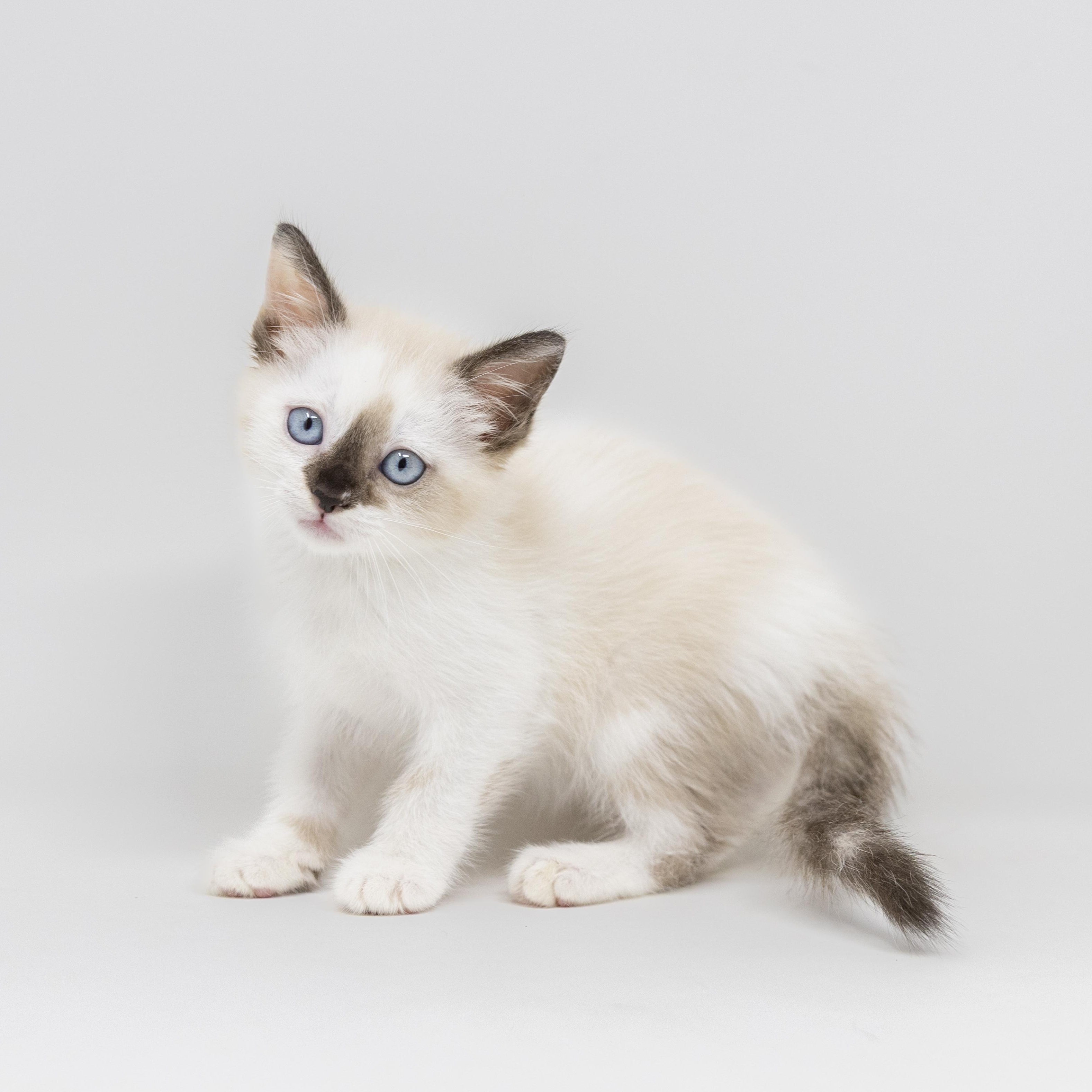 Enlarge Lelah, an adopted Siamese in Trophy Club, TX image 1/6