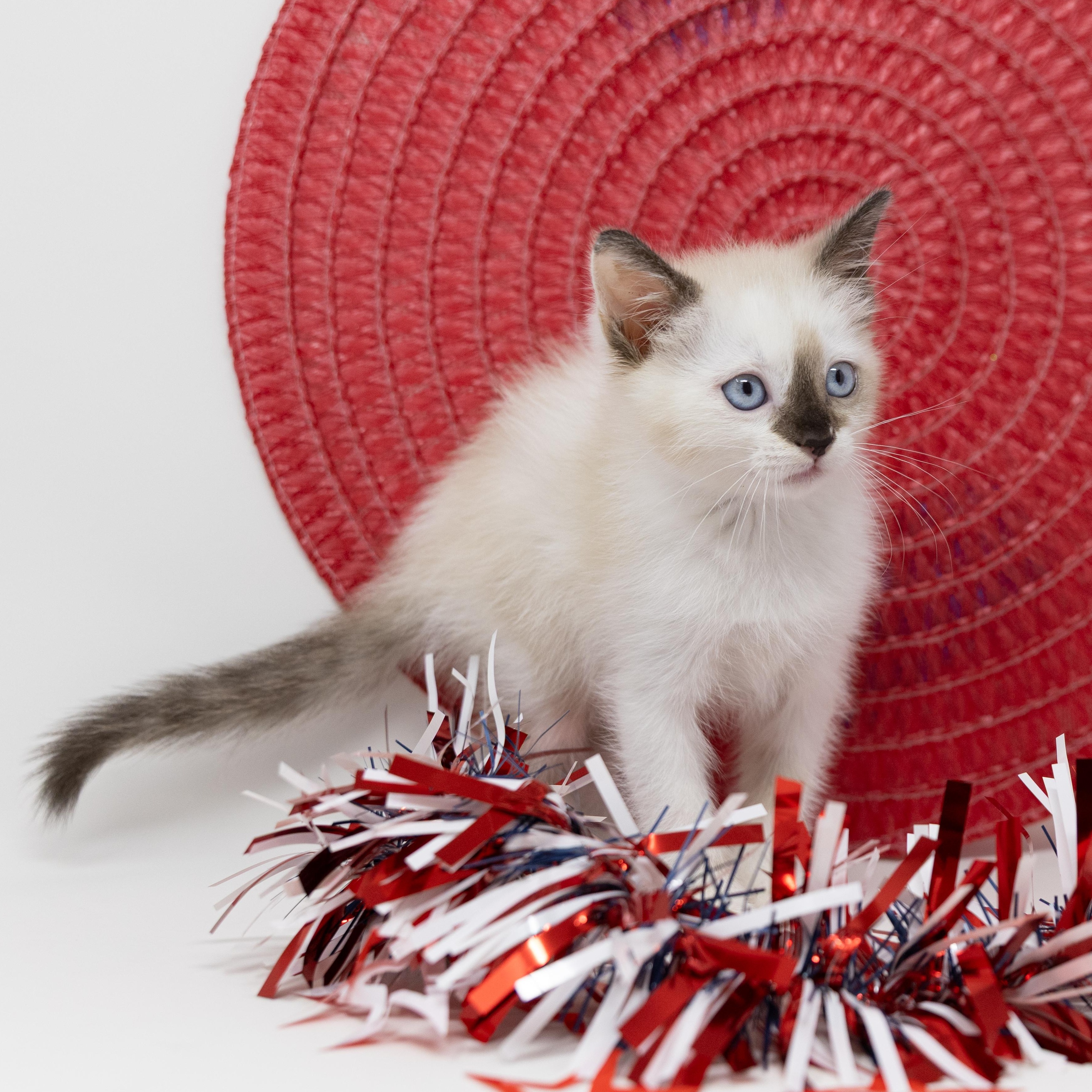 Enlarge Lelah, an adopted Siamese in Trophy Club, TX image 2/6