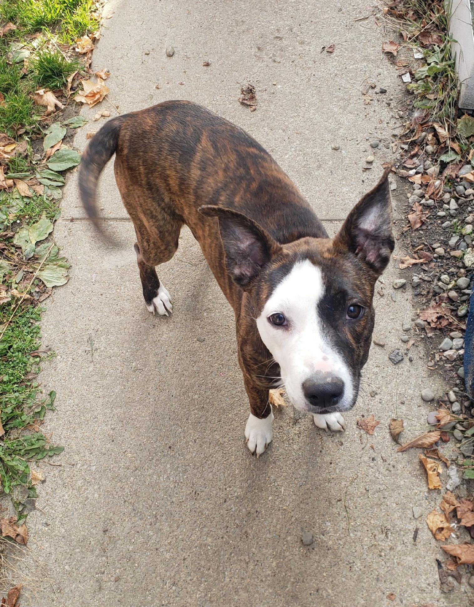 Enlarge Phoebe, a Adoptable mixed breed in Oak Bluffs, MA image 1/3
