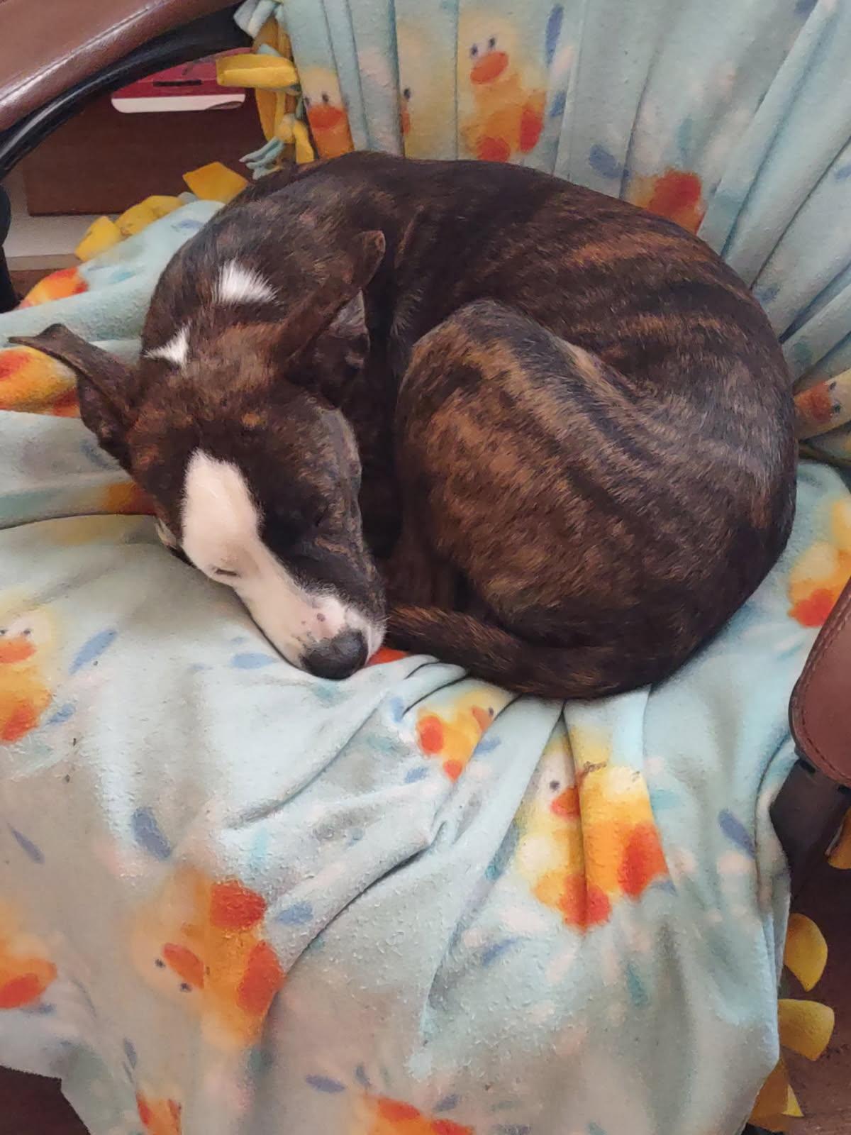 Enlarge Phoebe, a Adoptable mixed breed in Oak Bluffs, MA image 3/3