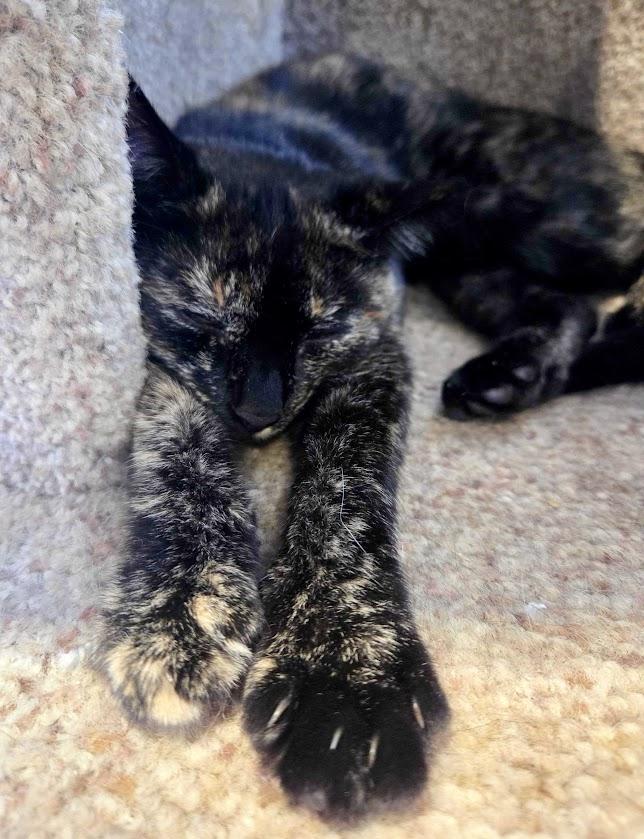 Enlarge Holly, a Adoptable Domestic Short Hair in Lafayette, NJ image 2/3