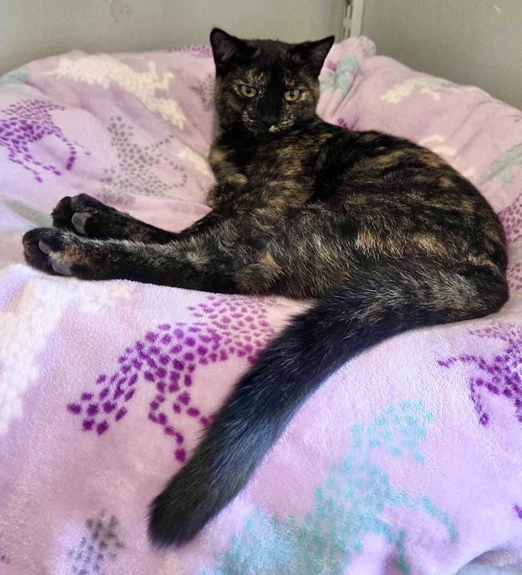 Enlarge Holly, a Adoptable Domestic Short Hair in Lafayette, NJ image 3/3