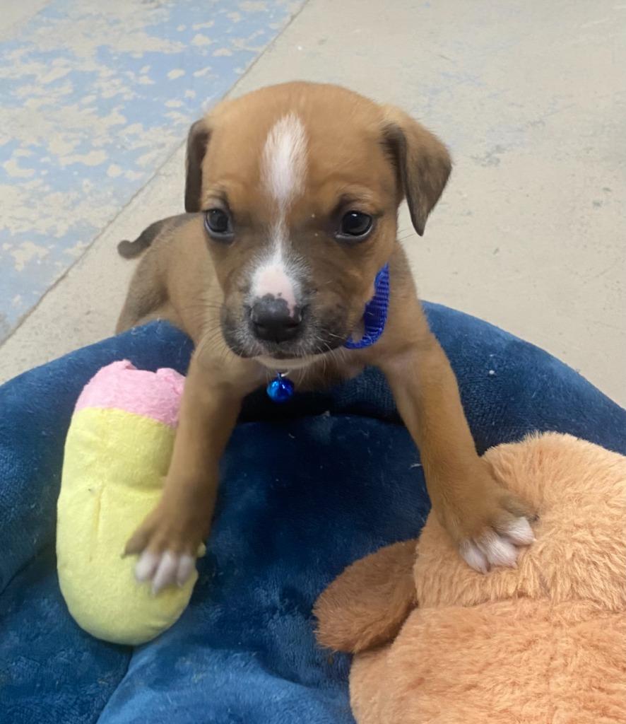 Bernard, a Adoptable Hound in Bryant, AR image 2/6
