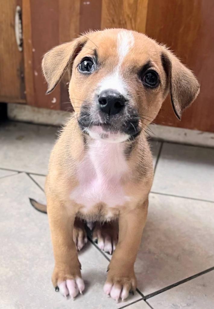 Bernard, a Adoptable Hound in Bryant, AR image 3/6