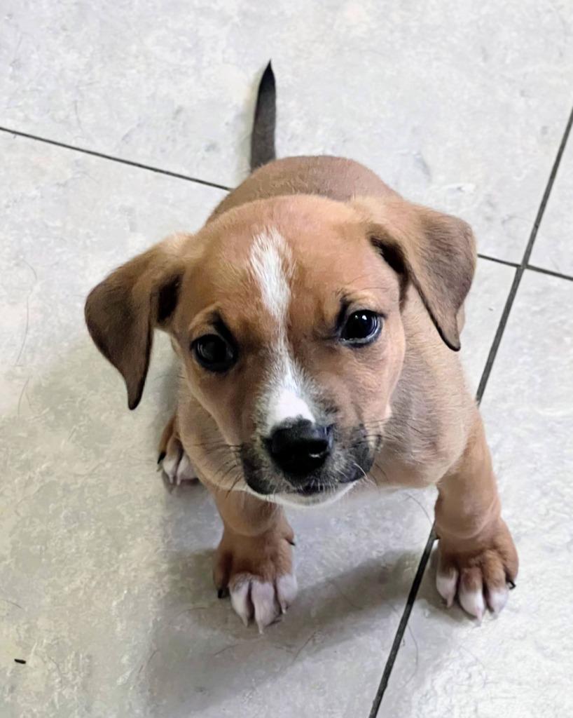 Bernard, a Adoptable Hound in Bryant, AR image 5/6