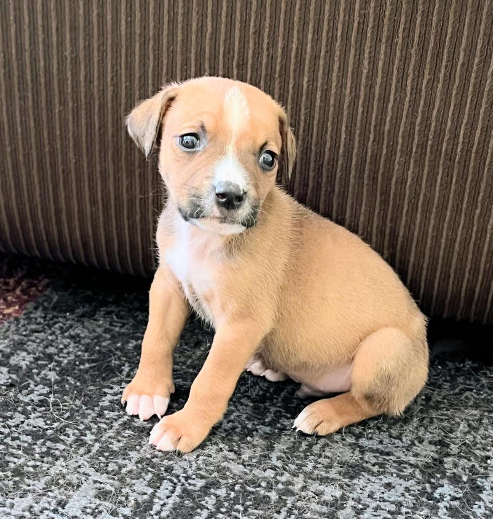Bernard, a Adoptable Hound in Bryant, AR image 6/6