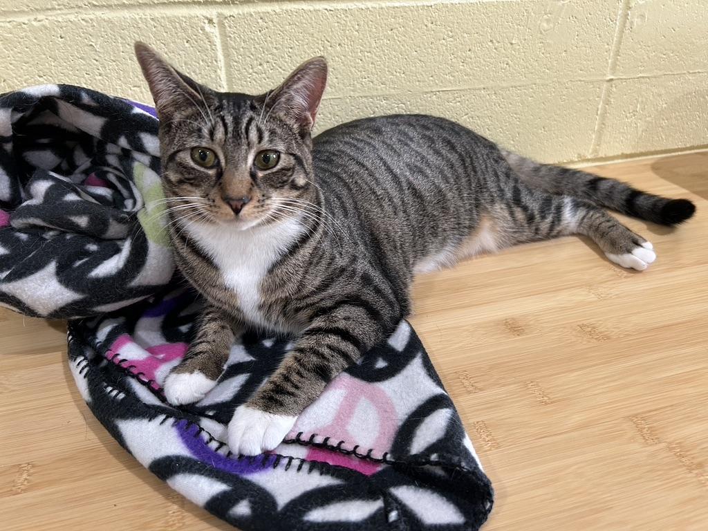 Cleo, an adopted Tabby in Kinnelon, NJ image 4/4
