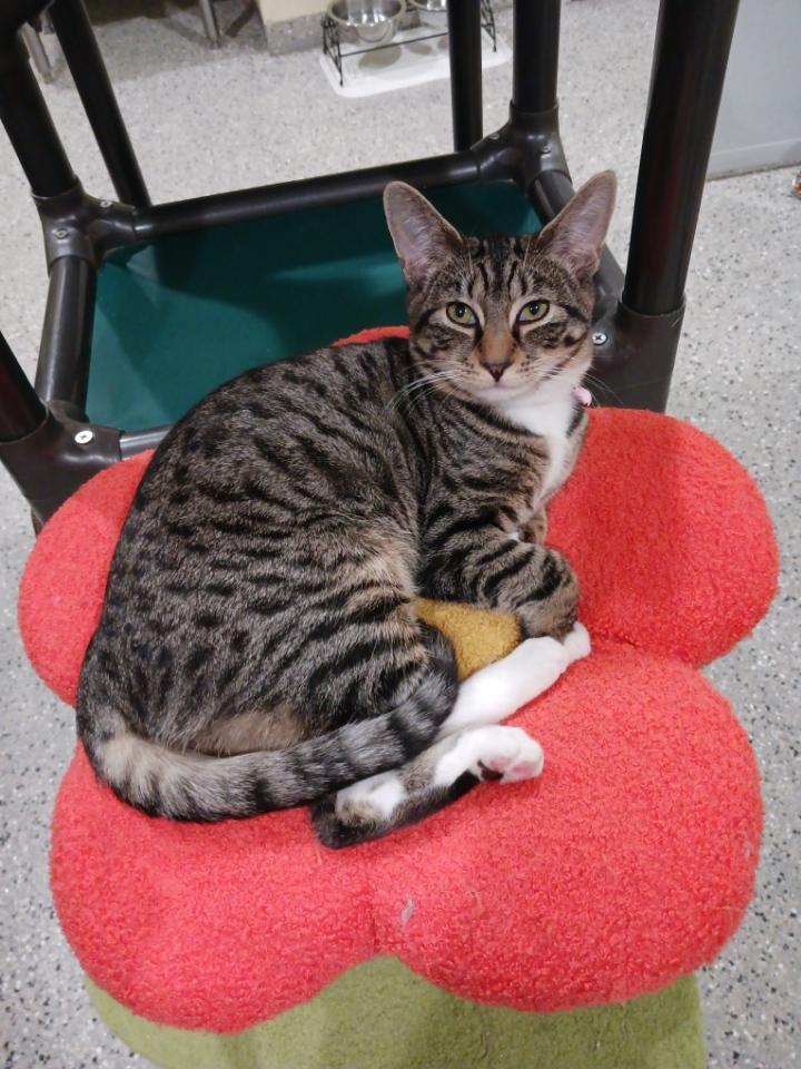 Cleo, a ADOPTABLE Tabby in Kinnelon, NJ image 1/3