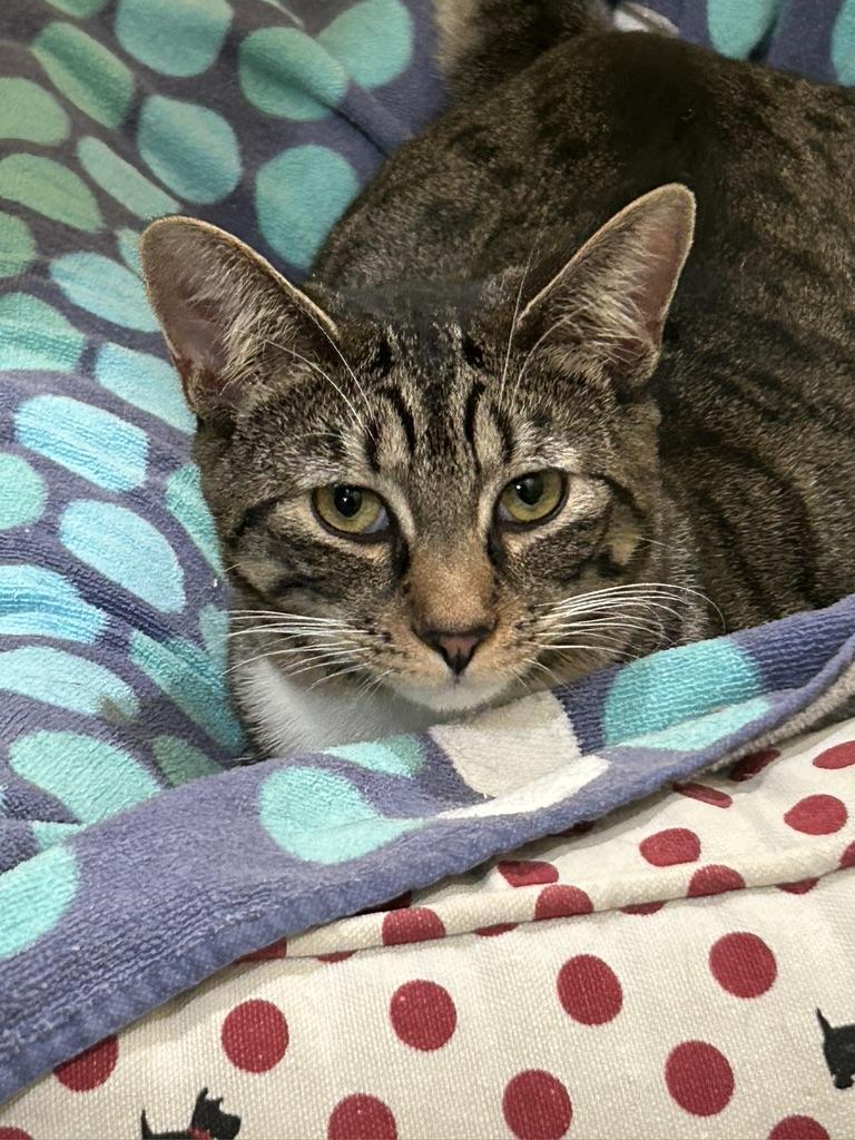Cleo, an adopted Tabby in Kinnelon, NJ image 3/4