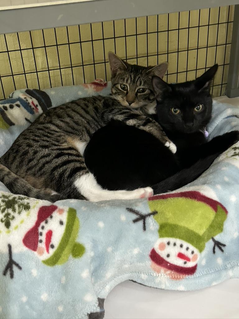 Cleo, a ADOPTABLE Tabby in Kinnelon, NJ image 3/3