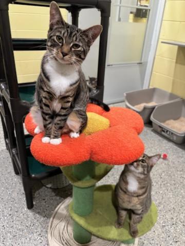 Cleo, an adopted Tabby in Kinnelon, NJ image 2/4