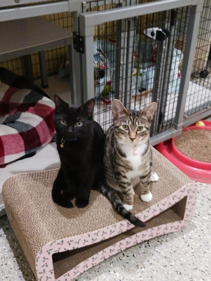 Cleo, a ADOPTABLE Tabby in Kinnelon, NJ image 2/3