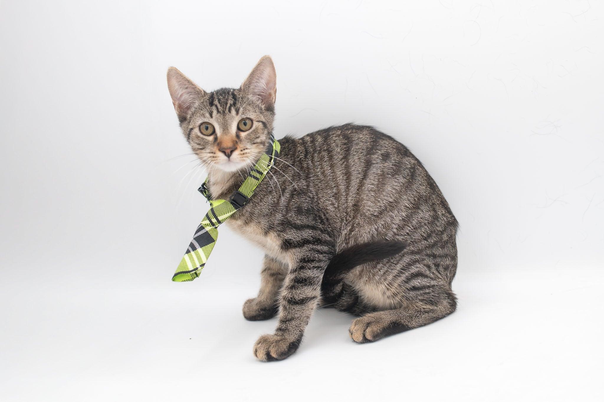 Enlarge Zander, a Adoptable mixed breed in Farmington, CT image 2/6