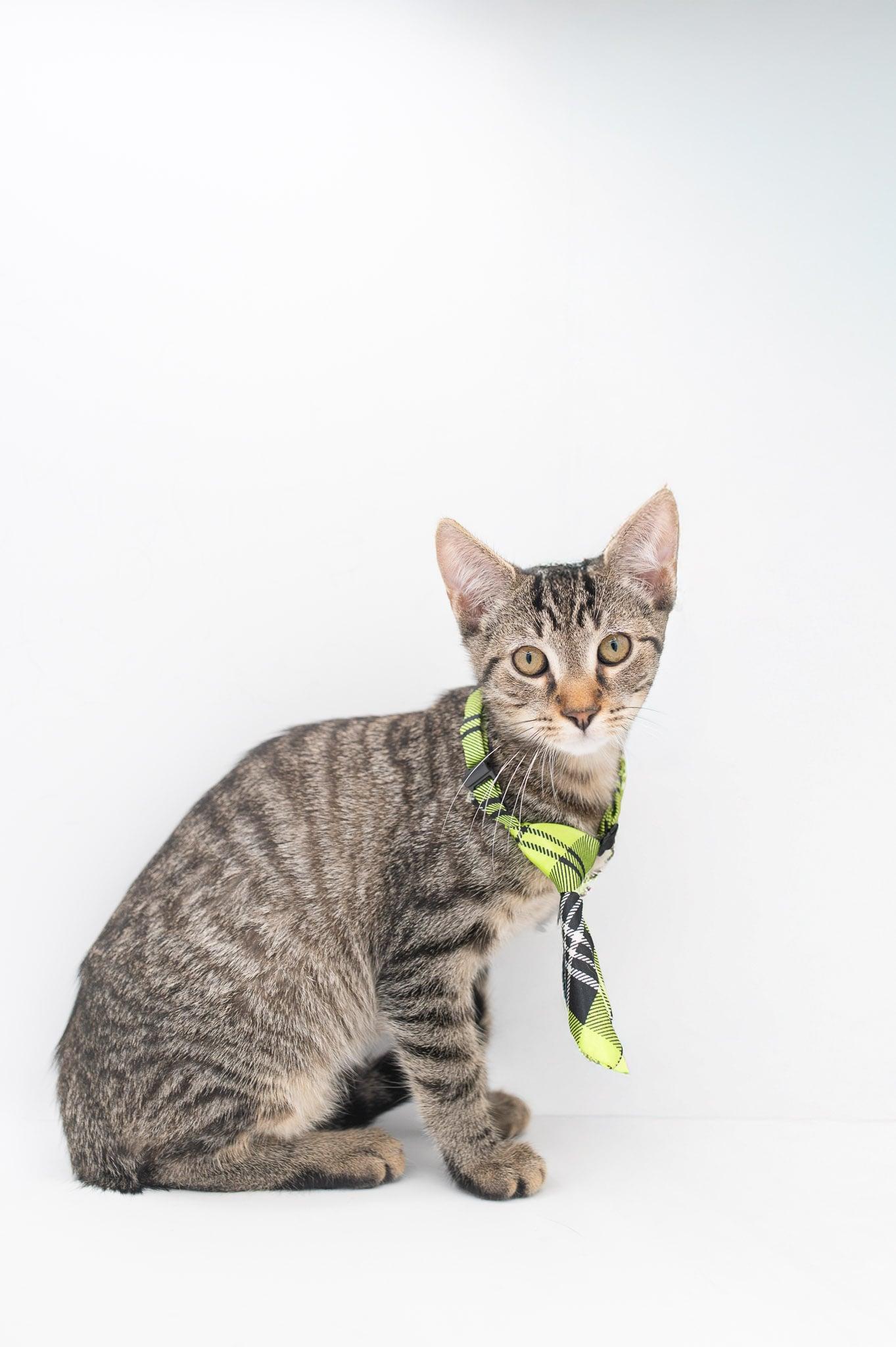 Zander, Adoptable, Kitten Male Tabby.