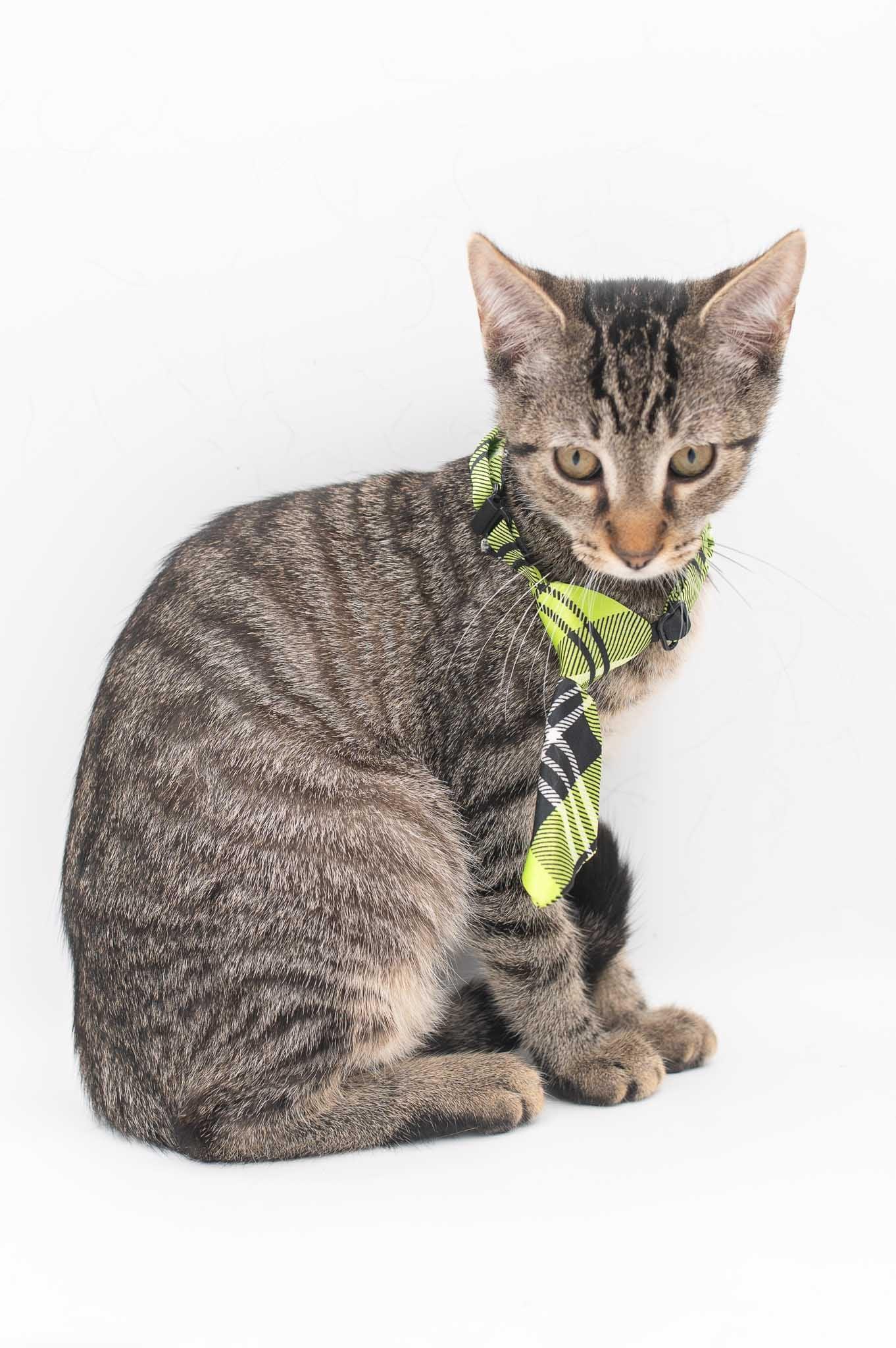 Enlarge Zander, a Adoptable mixed breed in Farmington, CT image 6/6