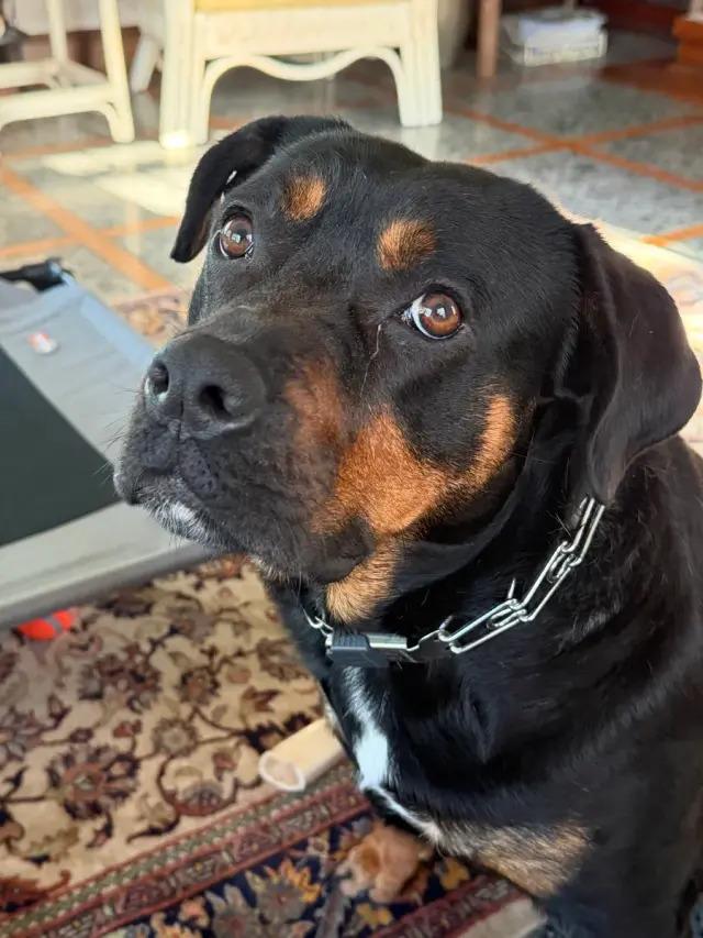 Enlarge Nana Banana, a Adoptable Rottweiler in Polk, OH image 3/4